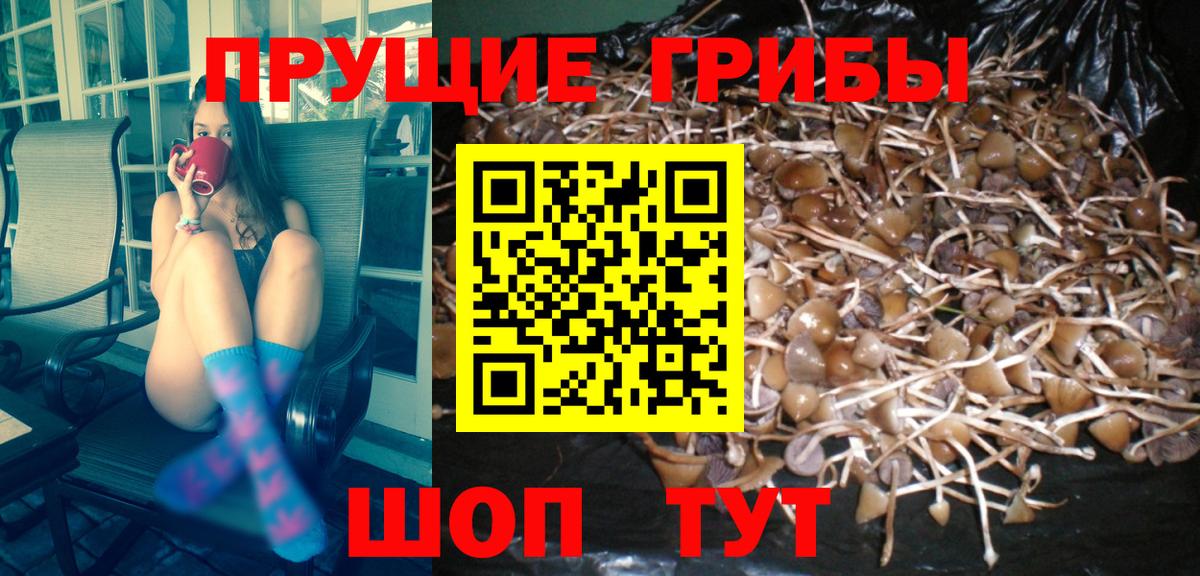 Волжский  Псилоцибиновые грибы MAGIC MUSHROOMS  Вход с VPN  Псилоцибиновые грибы Psilocybine cubensis 
